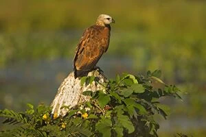 Images Dated 11th July 2010: Black-collared Hawk - adult sitting on a rock looking