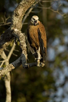 Hawk Gallery: Black-collared Hawk, Busarellus nigricollis