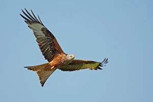 Black-collared Hawk in flight before fishing Pantanal
