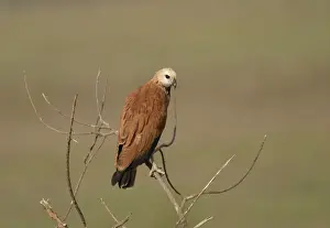 Black-Collared Hawk Venezuela