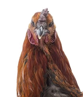 Combs Gallery: Black Combattant de Brugges Chicken