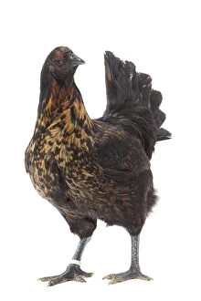 Black Combattant de Brugges Chicken golden hackles hen
