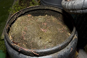 Images Dated 28th September 2007: Black compost bin with active worm population
