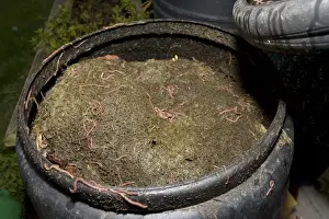 Recycling Prints: Black compost bin with active worm population Cotswolds UK