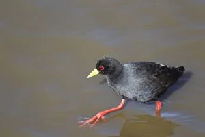 Images Dated 26th September 2010: Black Crake - searching for food near the lakeshore