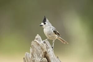 Images Dated 2nd May 2012: Black-crested Titmouse