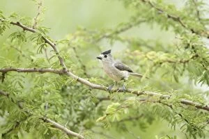 Titmouse Gallery: Black-crested Titmouse
