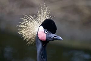 Images Dated 31st December 2007: Black Crowned Crane in captivity