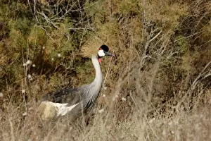 Black Crowned Prints: Black-Crowned Crane - Dans un marais - France
