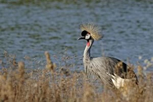 Images Dated 30th November 2006: Black-Crowned Crane - Dans un marais - France