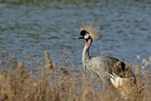 Black-Crowned Crane - Dans un marais - France