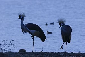 Images Dated 30th November 2006: Black-Crowned Crane - pair - Dans un marais - France