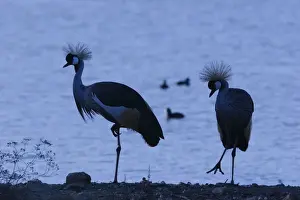 Black Crowned Prints: Black-Crowned Crane - pair - Dans un marais - France