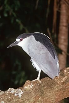 Images Dated 29th June 2004: Black-Crowned Night Heron