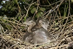 Black-crowned Night-Heron - two chicks at nest