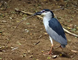 Twigs Prints: Black Crowned Night Heron: collecting nestbuilding material