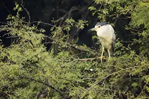 Black Crowned Prints: Black Crowned Night Heron - at daytime roost - Keoladeo Ghana National Park - Bharatpur - Rajasthan - India BI017952