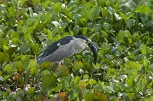 Catching Gallery: Black-crowned Night Heron, eating a fish, Pantanal