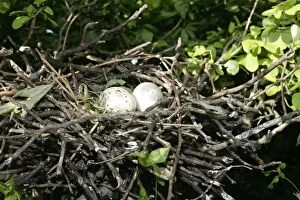 Black-crowned Night-Heron - eggs in nest