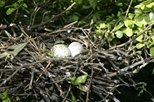 Images Dated 17th February 2005: Black-crowned Night-Heron - eggs in nest. Venezuela