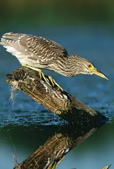 Black Crowned Prints: Black-crowned Night Heron - Juvenile Jamaca Bay Refuge, New York, USA