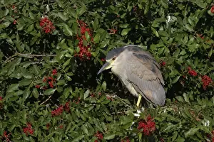 Black-Crowned Night-Heron - juvenile Venice Rookery, florida, USA BI000817