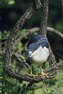 Images Dated 27th February 2007: Black-crowned Night Heron Louisiana, USA