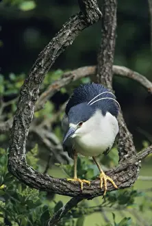 Black-crowned Night Heron Louisiana, USA