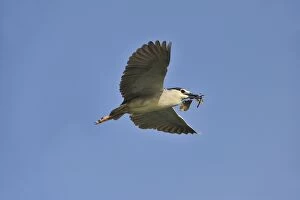 Black-crowned Night-Heron with nesting material in flight