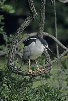 Night Herons Prints: Black-crowned Night-Heron (Nycticorax nycticorax)