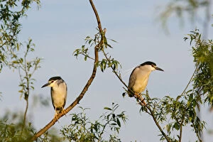 Delta Gallery: Black-crowned Night Heron (Nycticorax nycticorax)