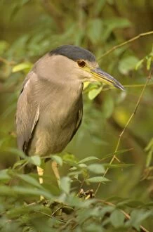 Black-crowned Night Heron - Second spring plumage, full adult plumage is not acquired until third year