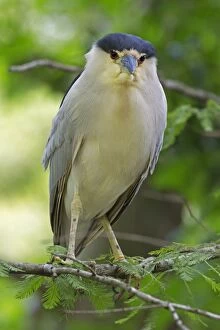 Images Dated 1st January 2000: Black-crowned Night Heron in tree