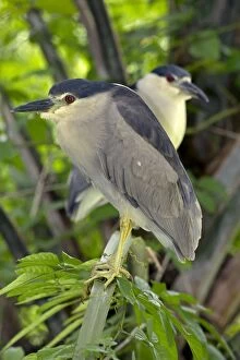 Images Dated 12th June 2012: Black-crowned Night Heron in tree