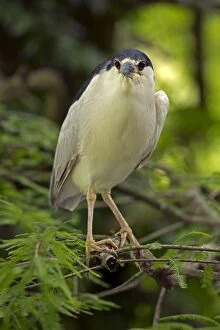 Images Dated 12th June 2012: Black-crowned Night Heron in tree