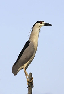 Images Dated 18th February 2005: Black-crowned Night Heron. Venezuela