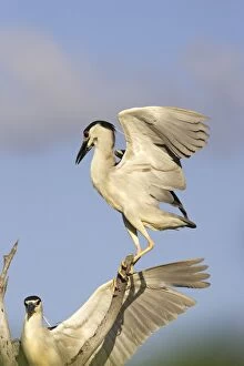 Images Dated 18th February 2005: Black-crowned Night Heron. Venezuela