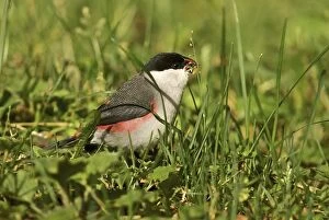 Images Dated 12th November 2008: Black-crowned Waxbill