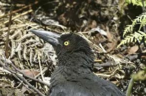 Sunbathing Prints: Black Currawong - sunbathing - endemic to Tasmania - Leven Canyon - Tasmania - Australia