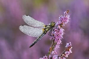 Black Darter Dragonfly- female resting on heather