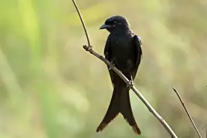 Drongo Prints: Black Drongo Bird Corbett National Park, Uttaranchal, India