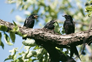 Images Dated 1st September 2004: Black Drongo Fledgelings