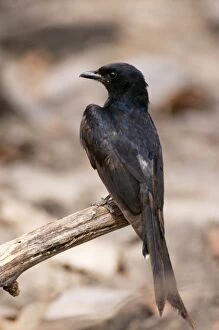 Images Dated 1st September 2004: Black Drongo Panna National Park, India