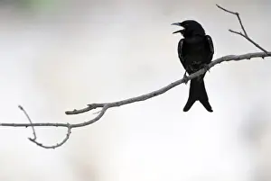Black Drongo - Ranthambhore National Park, Rajasthan, India