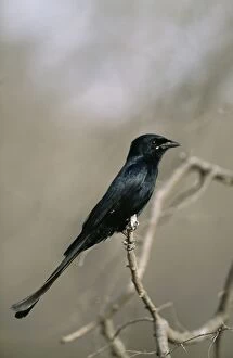 Images Dated 1st September 2004: Black Drongo Ranthambhore National Park, India