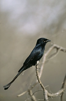 Images Dated 1st September 2004: Black Drongo Ranthambhore National Park, India