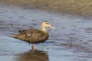 Images Dated 27th April 2012: Black Duck