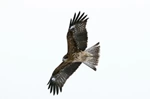 Black-eared Kite - in flight