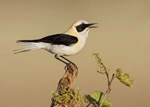 Black-eared Wheatear - adult singing on a branch