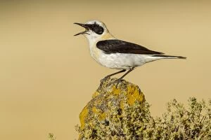 Images Dated 19th June 2012: Black-eared Wheatear - adult singing on a rock